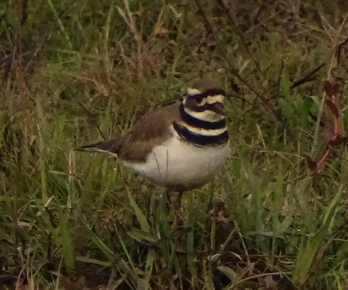 Killdeer - ML646373528