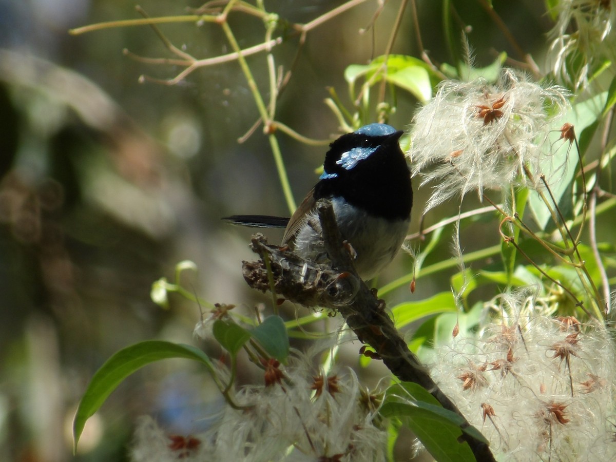 Superb Fairywren - ML646373533