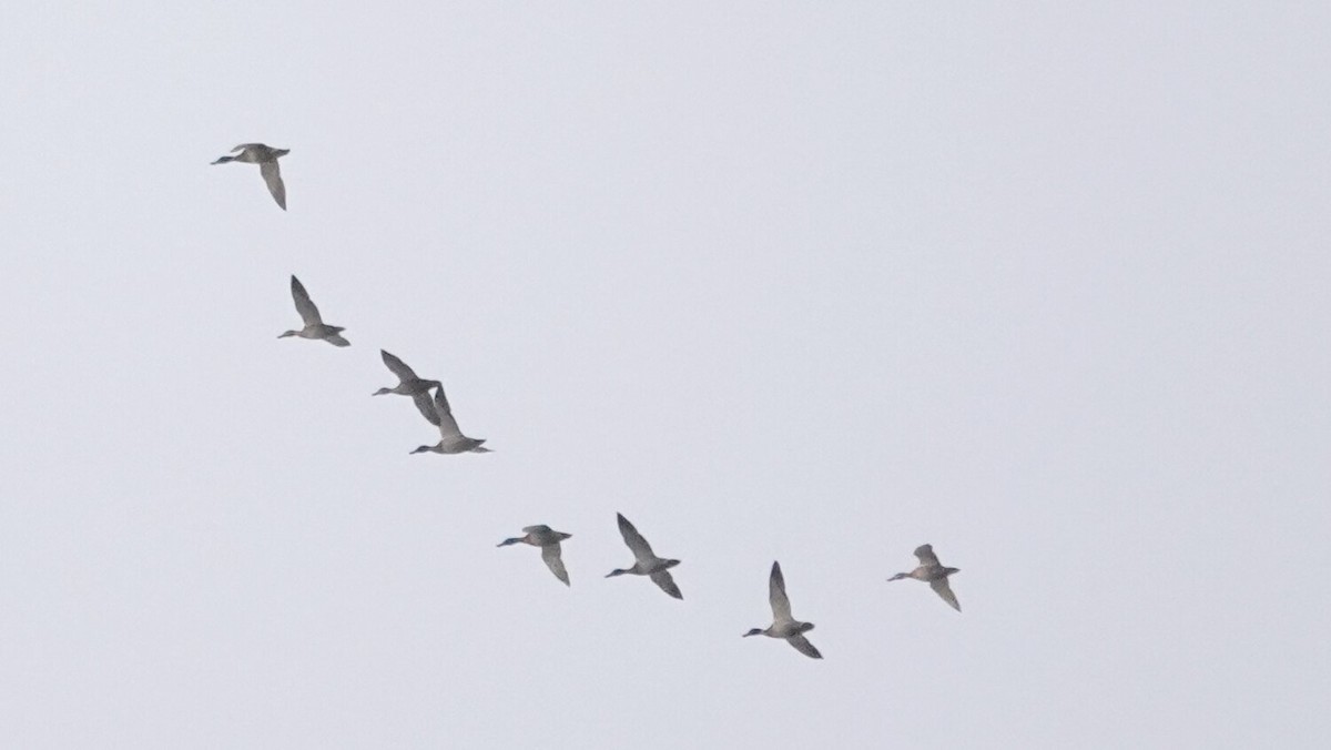 Mallard - ML646373534