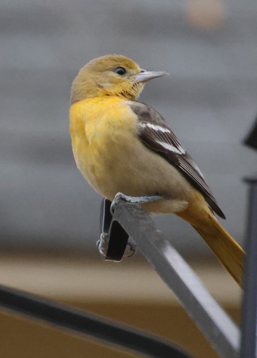 Baltimore Oriole - ML646373540