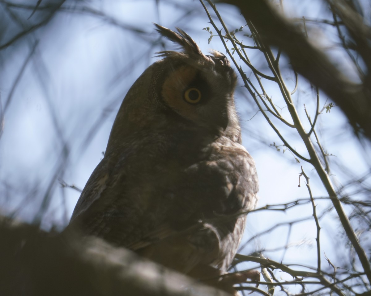 Long-eared Owl - ML646373541