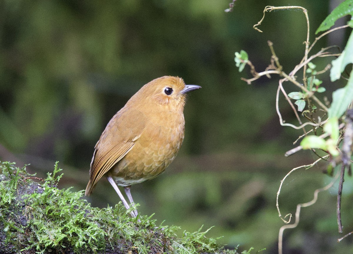 Equatorial Antpitta - ML646373542