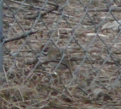 Lark Sparrow - ML646373545