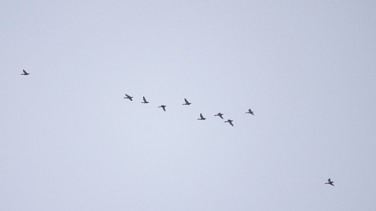 Mallard - ML646373546