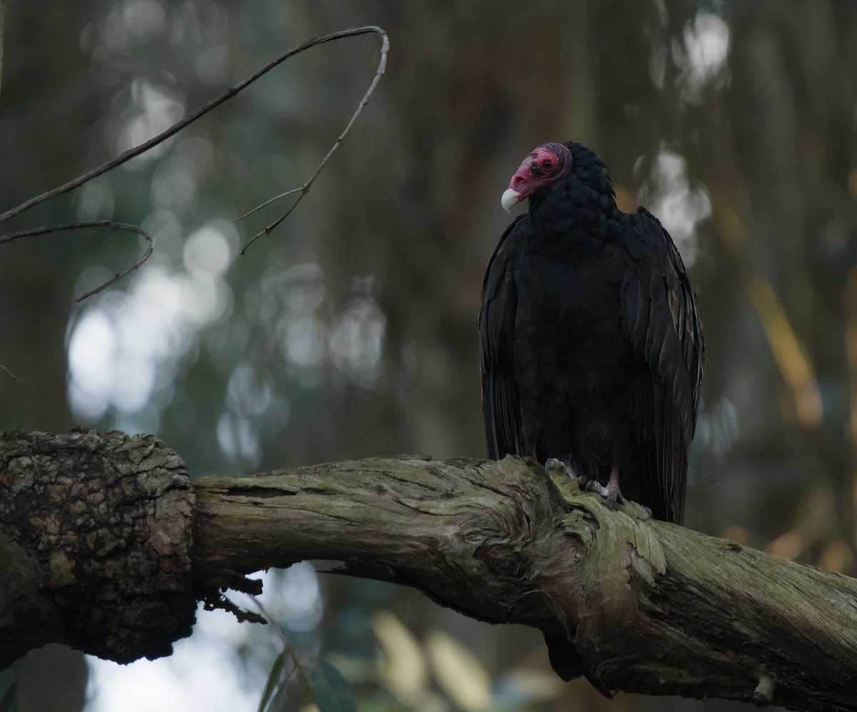 Turkey Vulture - ML646373547
