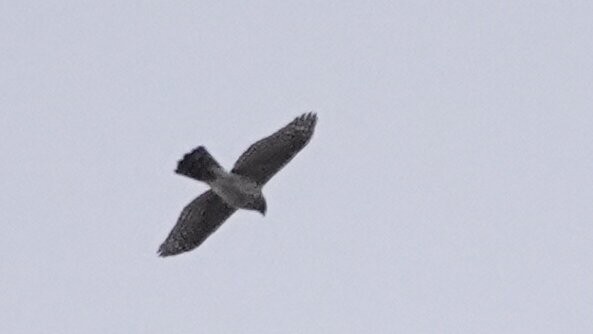 Cooper's Hawk - ML646373553