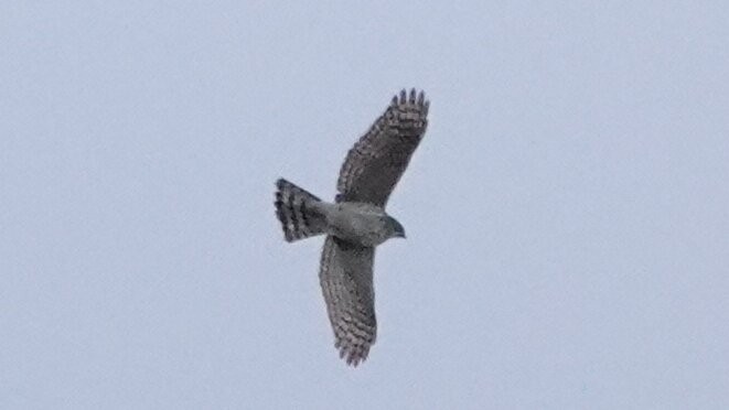 Cooper's Hawk - ML646373554
