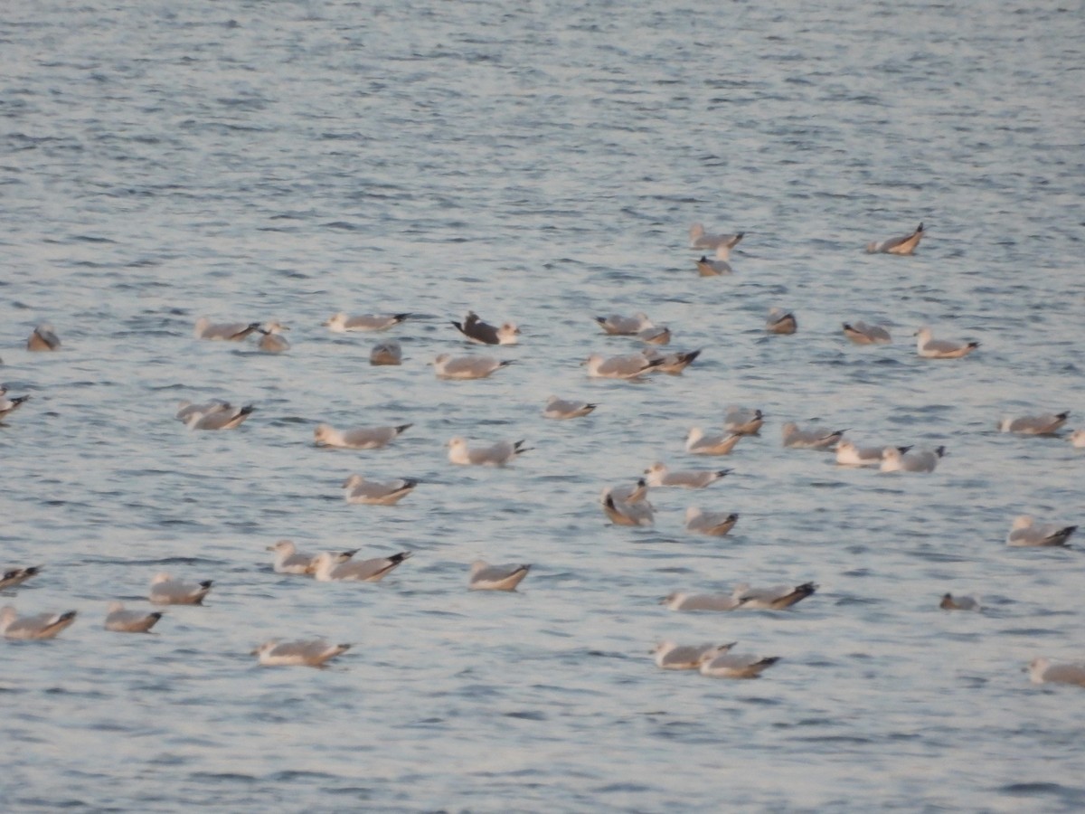 Lesser Black-backed Gull - ML646373556