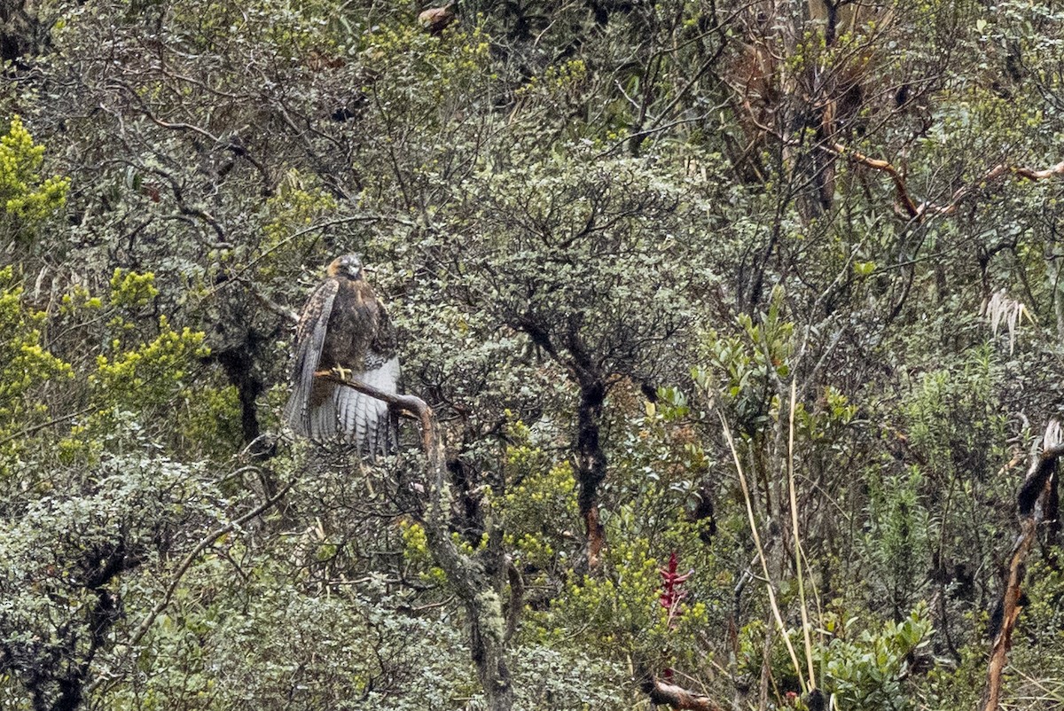 Black-chested Buzzard-Eagle - ML646373557