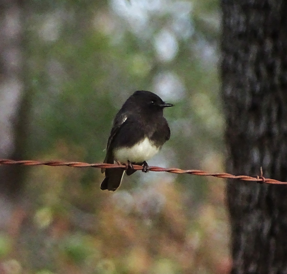 Black Phoebe - ML646373558