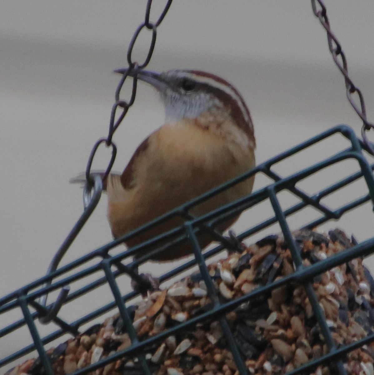 Carolina Wren - ML646373559