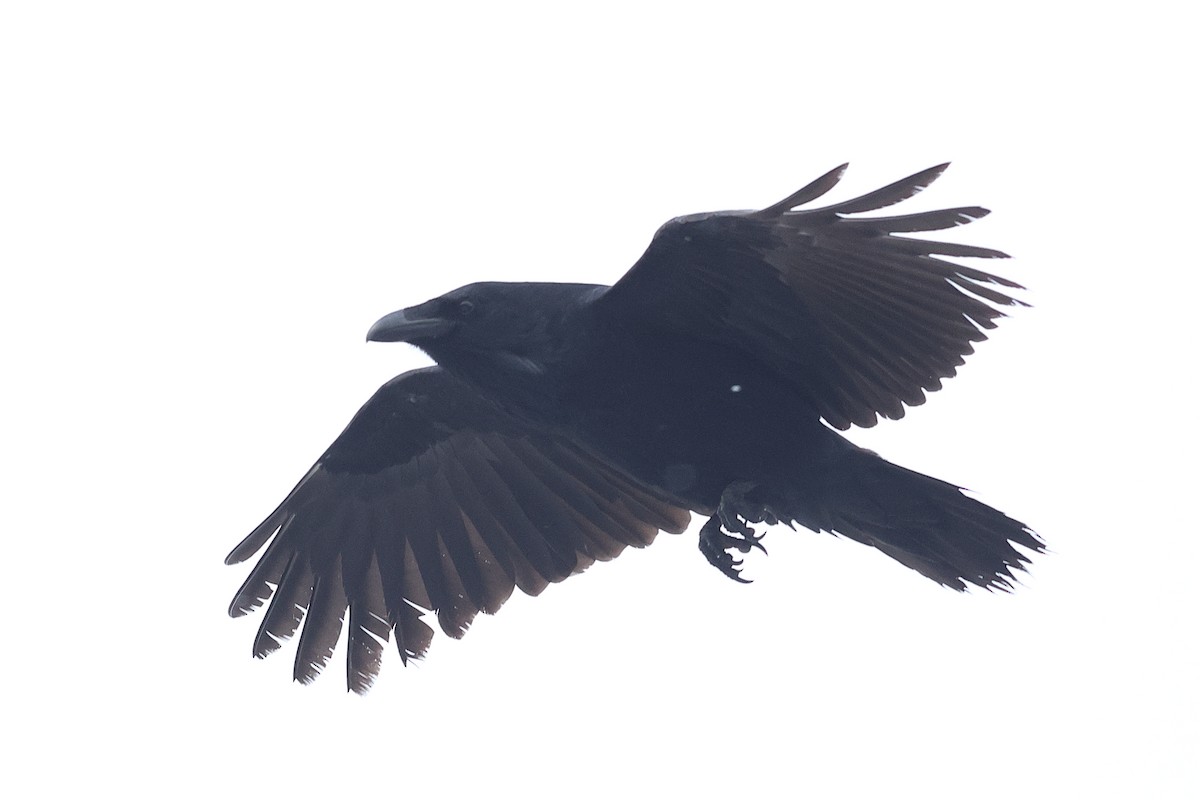 Крук звичайний - ML646373564