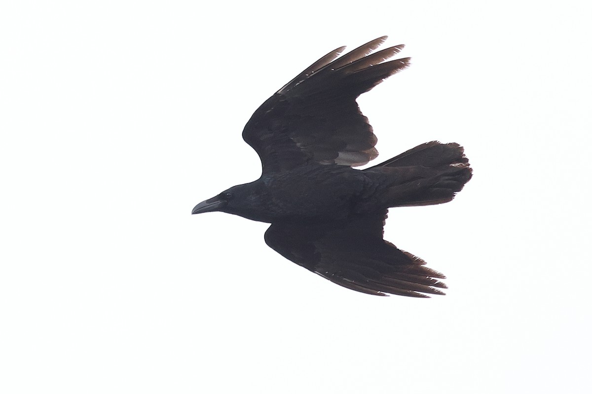 Крук звичайний - ML646373566