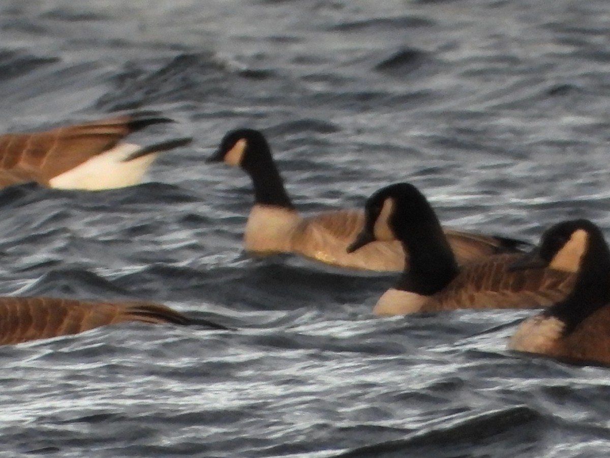 Cackling Goose (Richardson's) - ML646373567