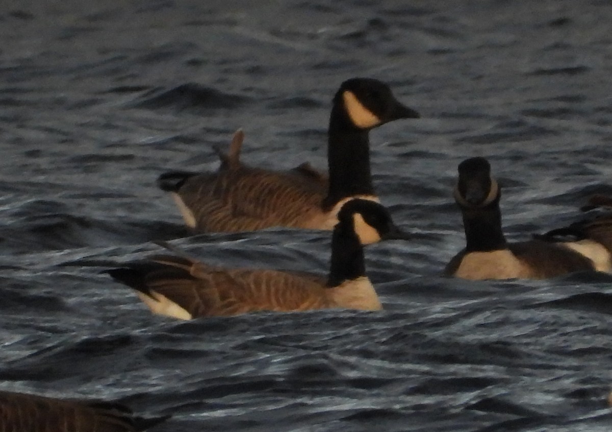 Cackling Goose (Richardson's) - ML646373568