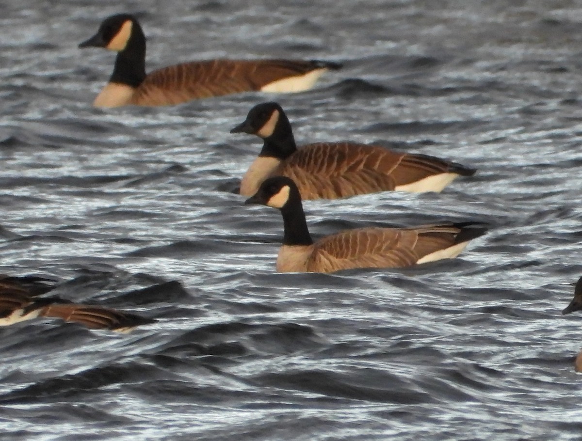 Cackling Goose (Richardson's) - ML646373569