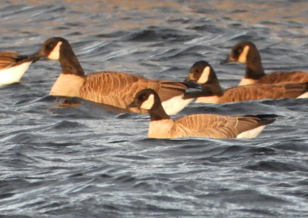 Cackling Goose (Richardson's) - ML646373570