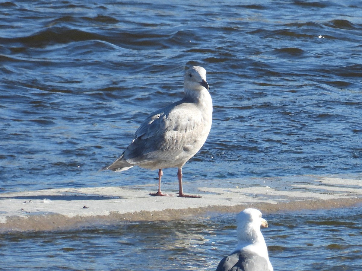 Glaucous-winged Gull - ML646373571