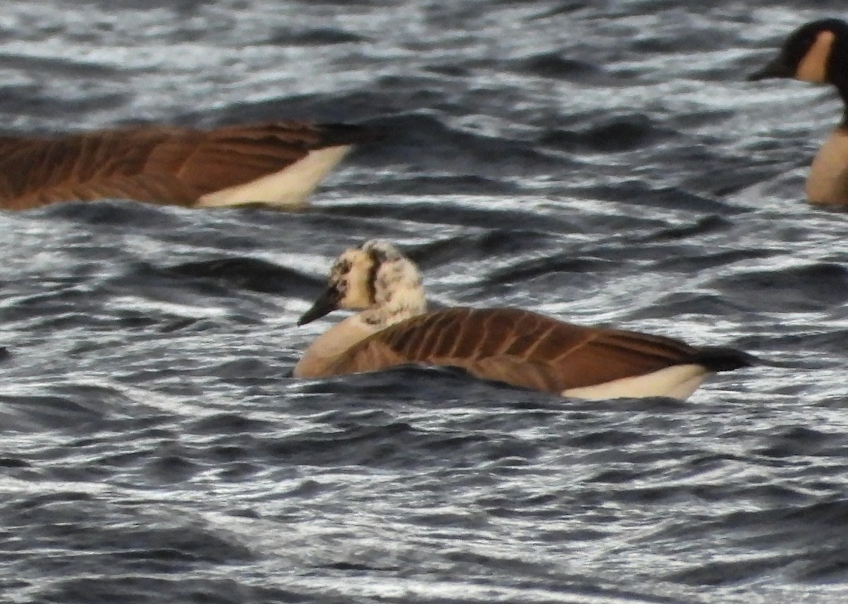 Canada Goose - ML646373576