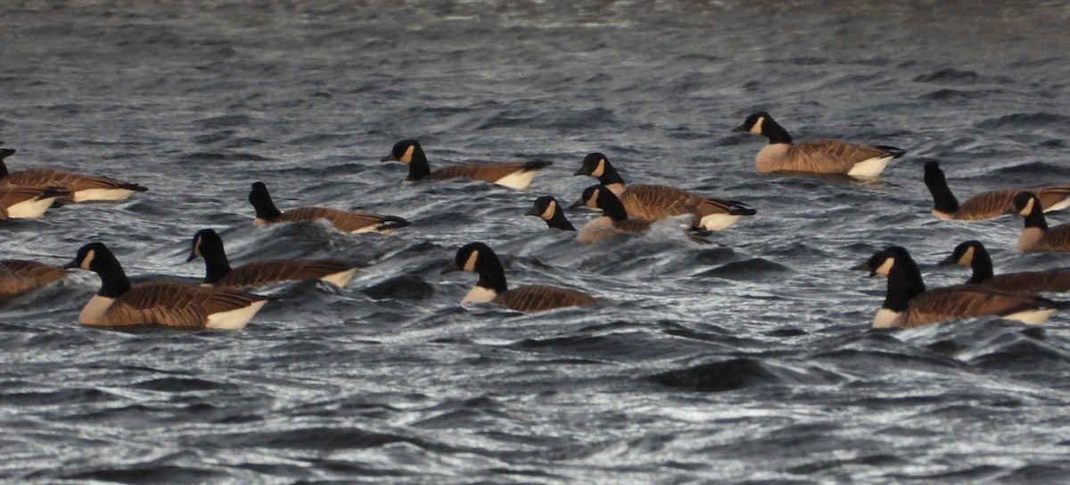 Canada Goose - ML646373577