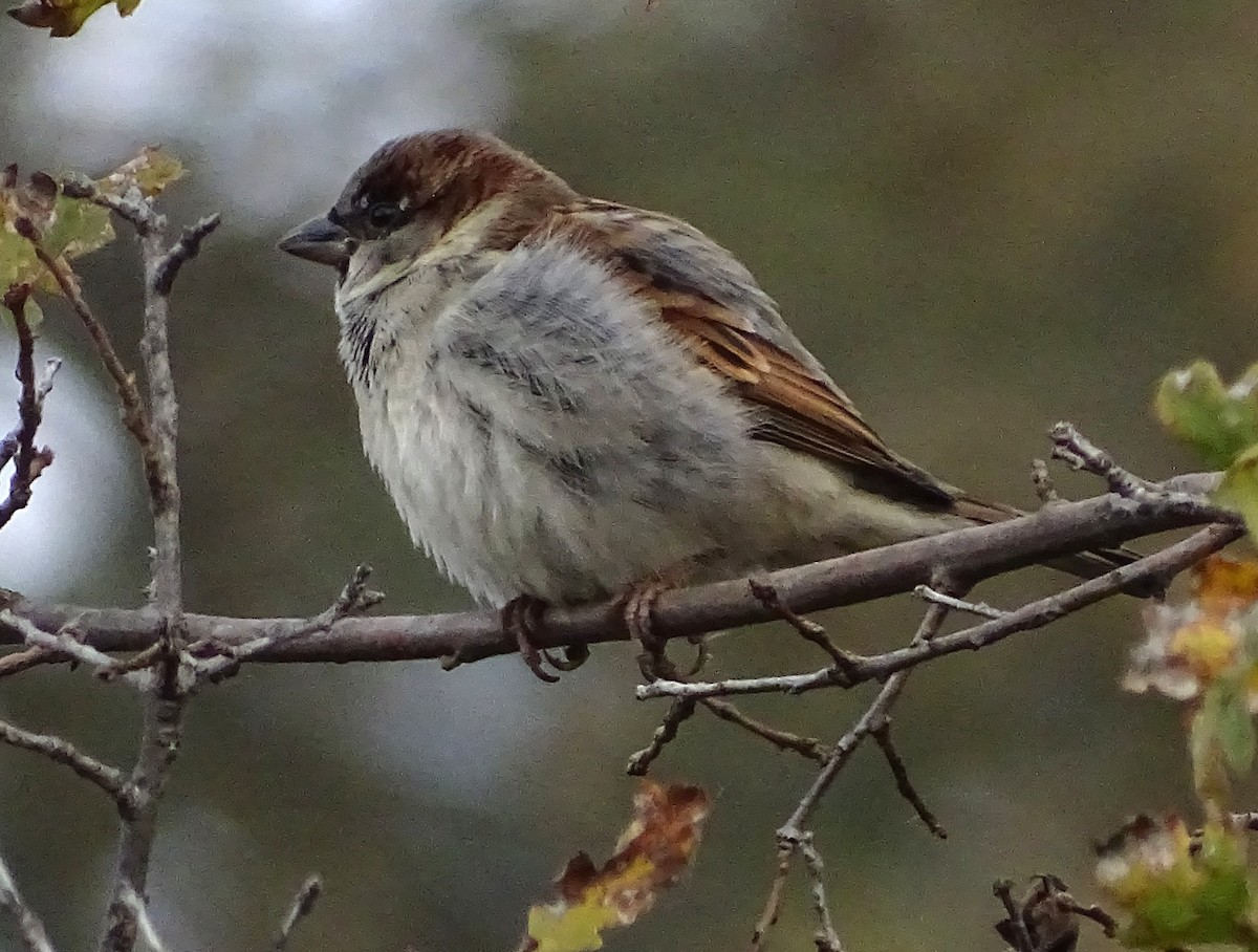 House Sparrow - ML646373579