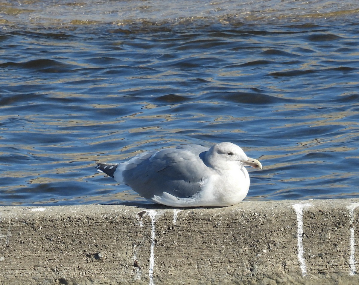 Western x Glaucous-winged Gull (hybrid) - ML646373580
