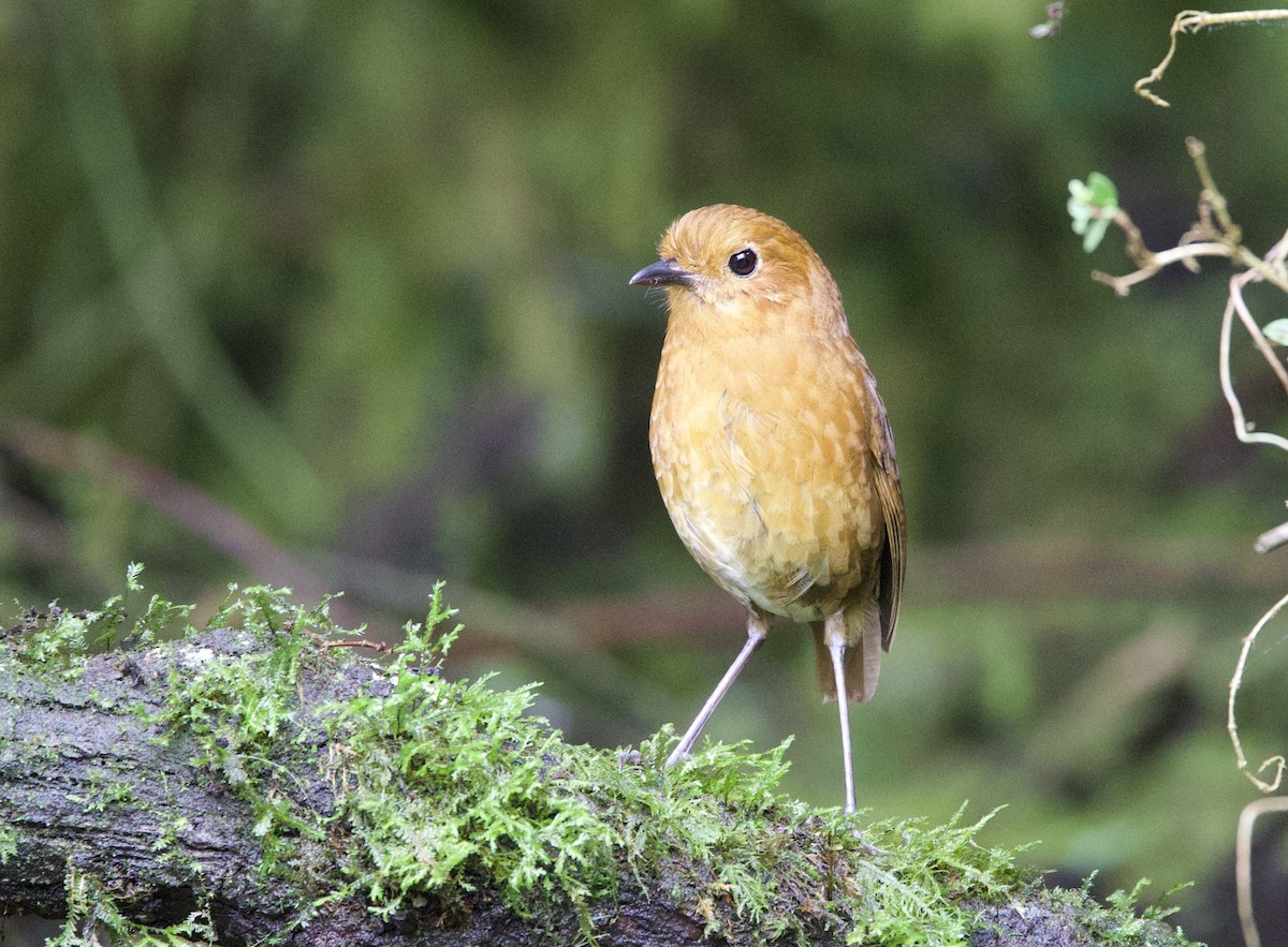 Equatorial Antpitta - ML646373582
