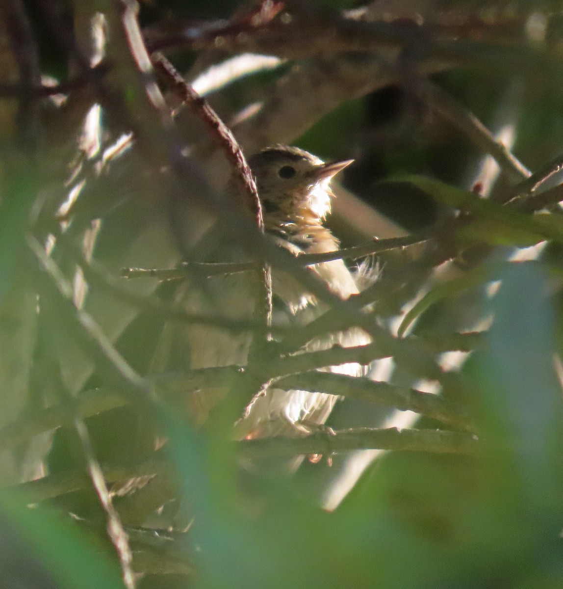 Lucy's Warbler - ML646373583