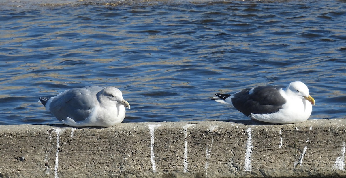 Western x Glaucous-winged Gull (hybrid) - ML646373584
