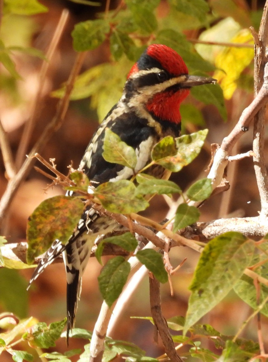 Дятел-смоктун білочеревий - ML646373587