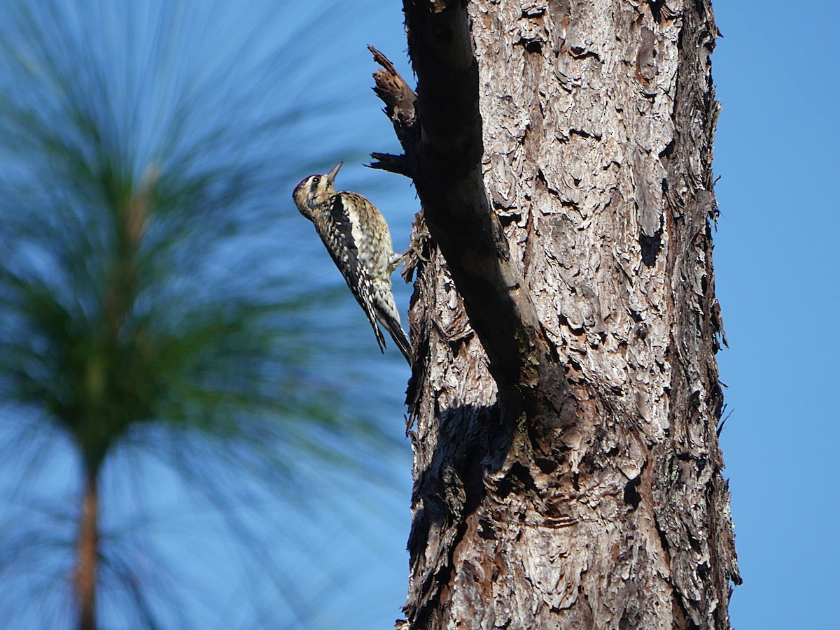 Yellow-bellied Sapsucker - ML646373591