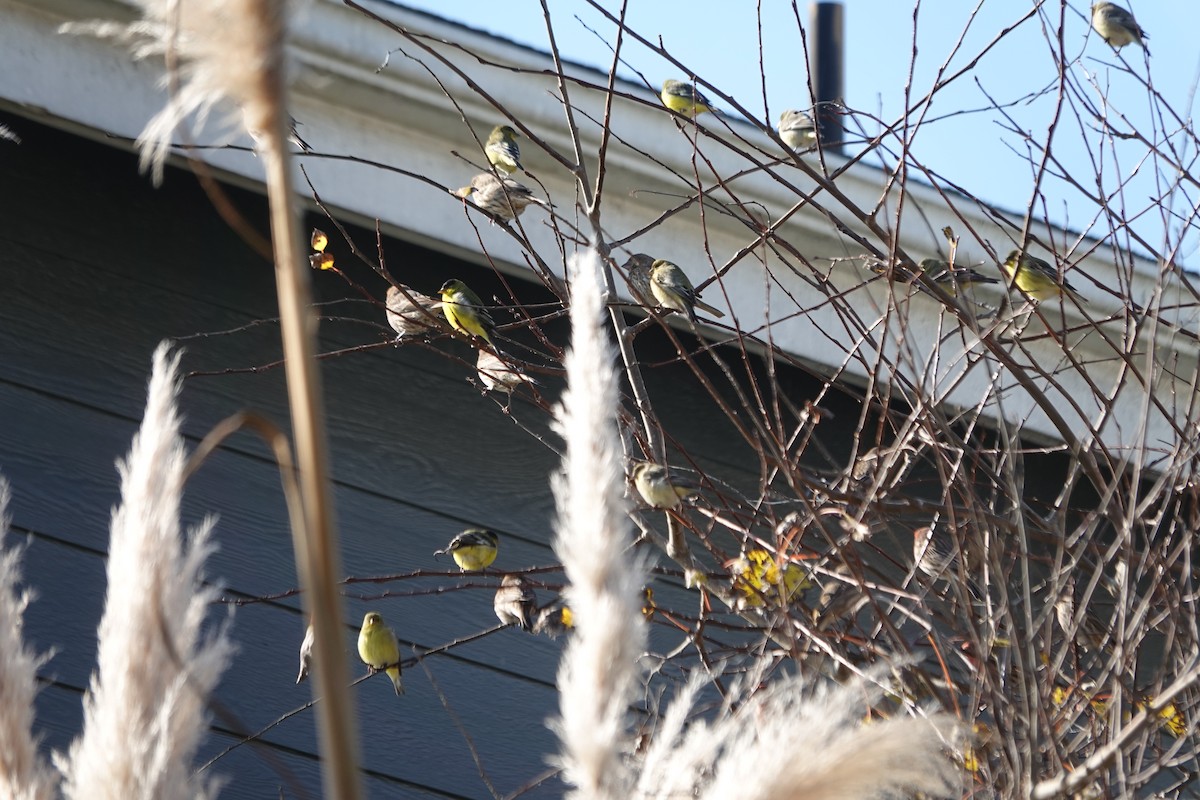 čížek mexický - ML646373592