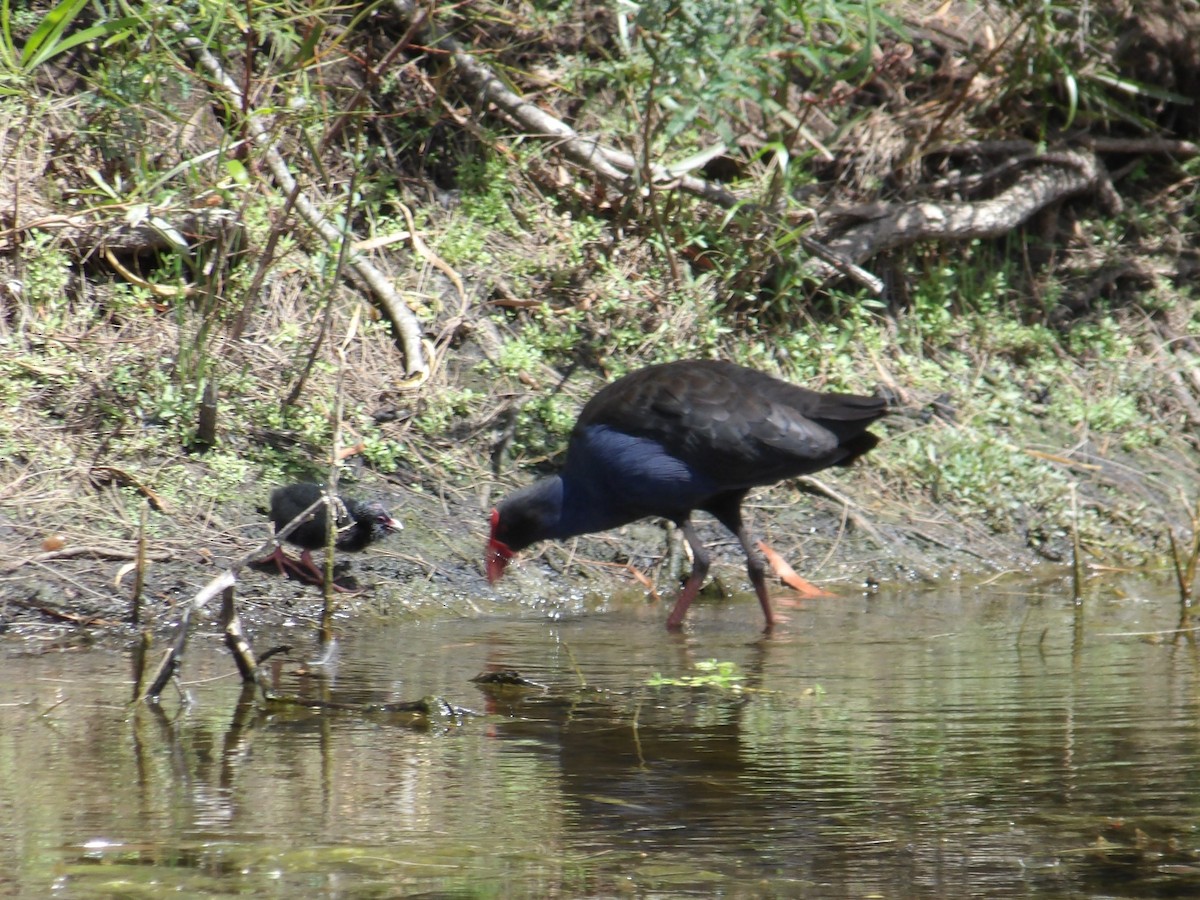 Australasian Swamphen - ML646373594