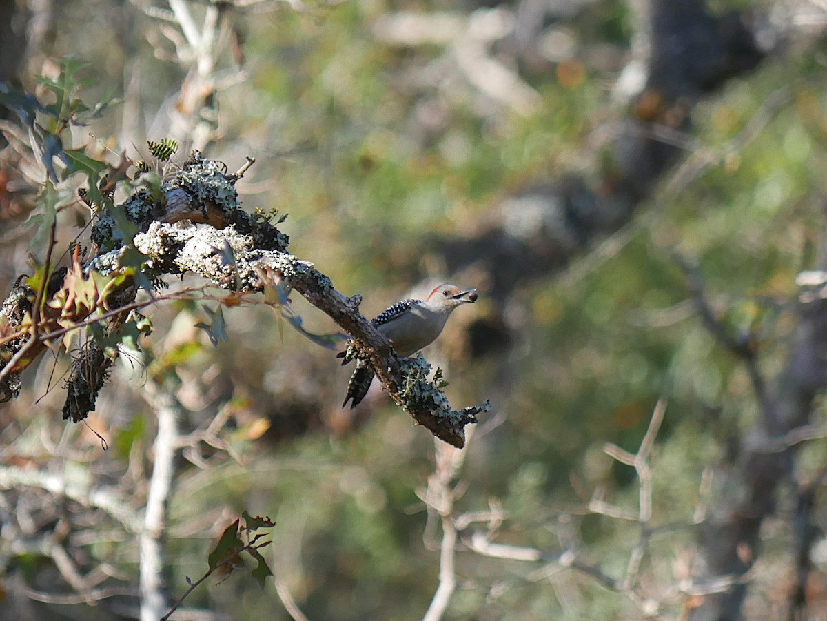 Red-bellied Woodpecker - ML646373598