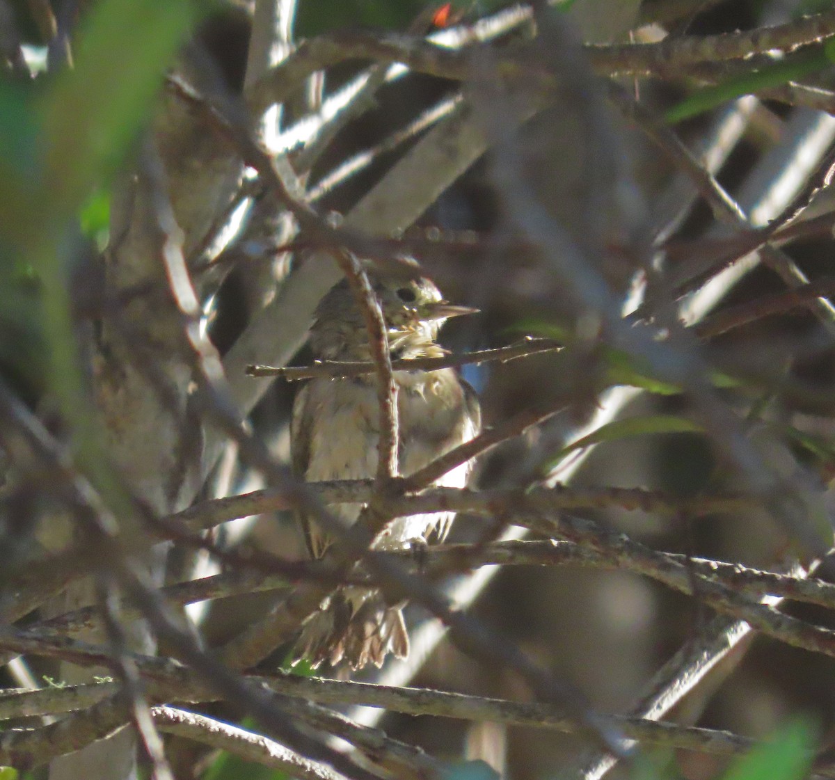 Lucy's Warbler - ML646373599