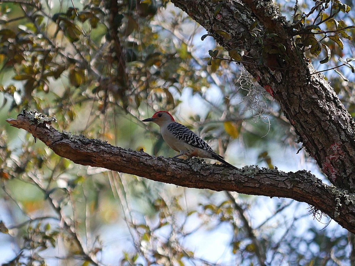 Red-bellied Woodpecker - ML646373600
