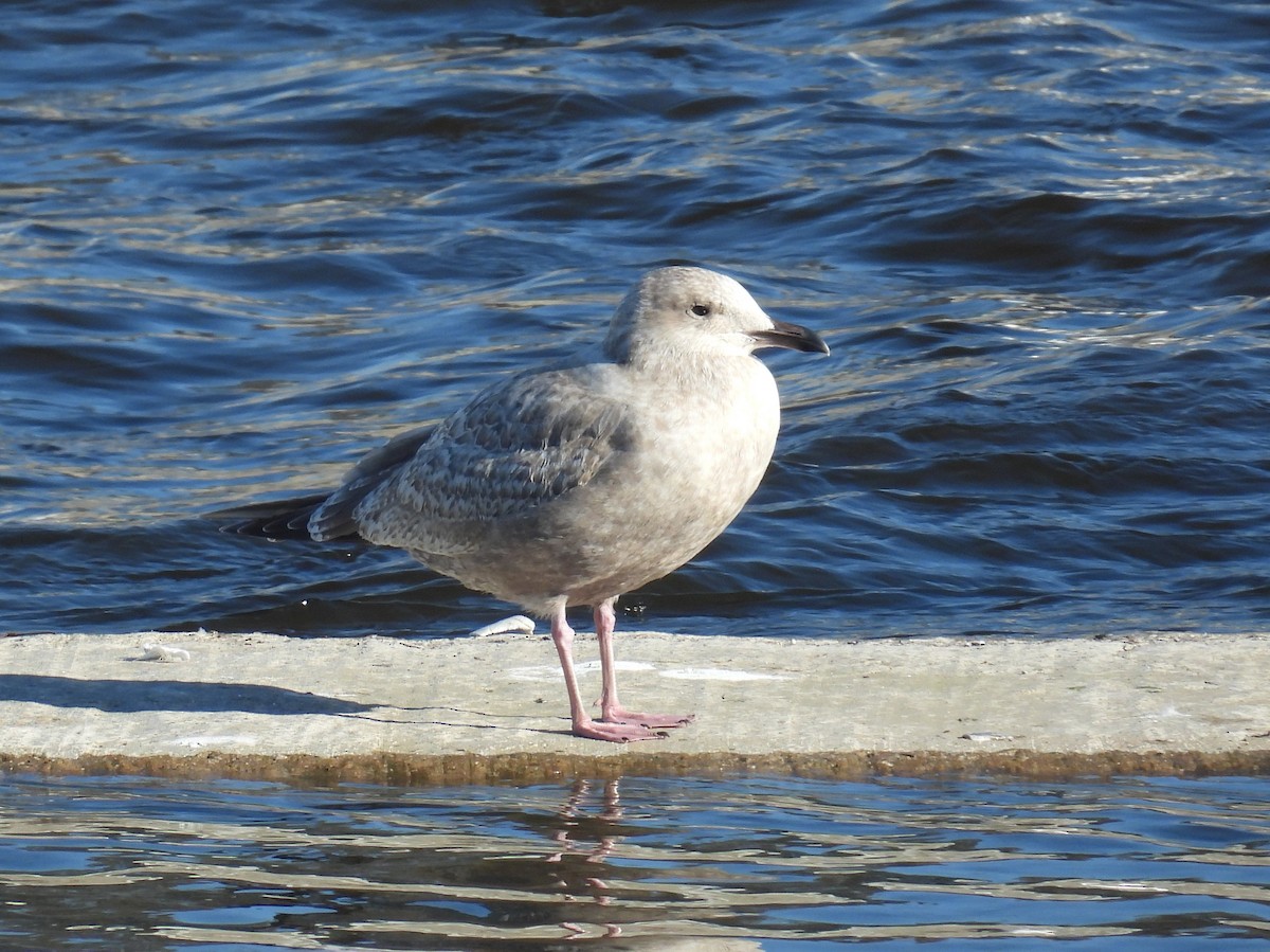 Larus sp. - ML646373601