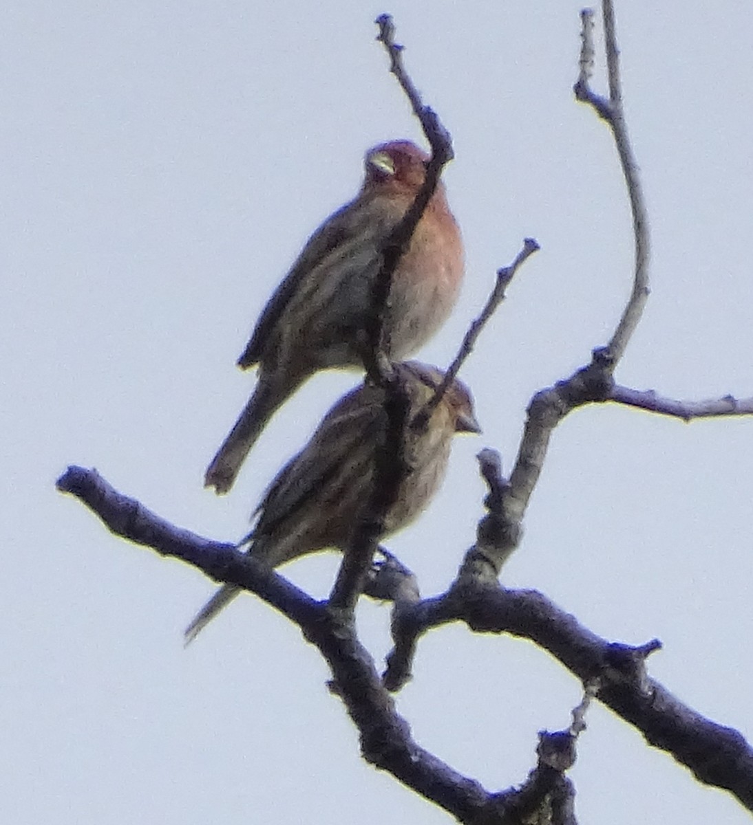 House Finch - ML646373602