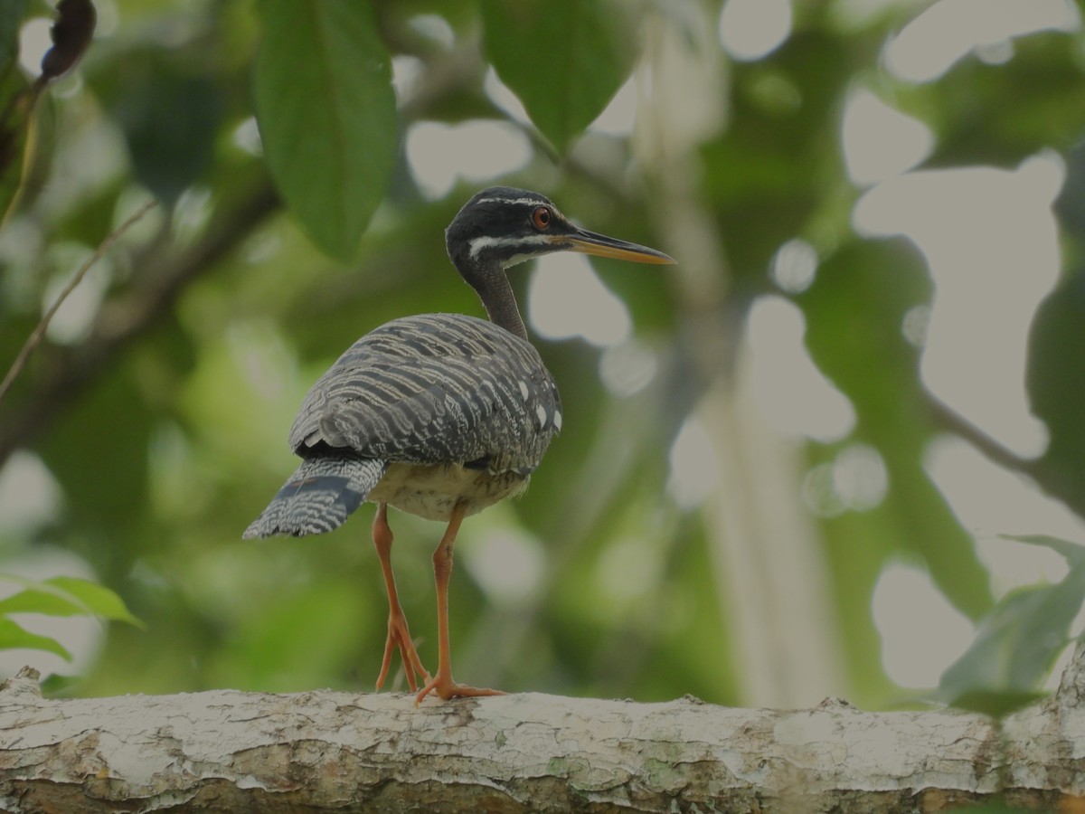 ジャノメドリ - ML646373605