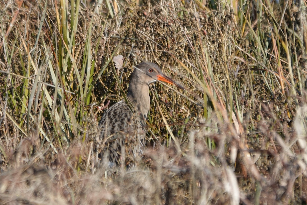 chřástal kalifornský (ssp. obsoletus) - ML646373606