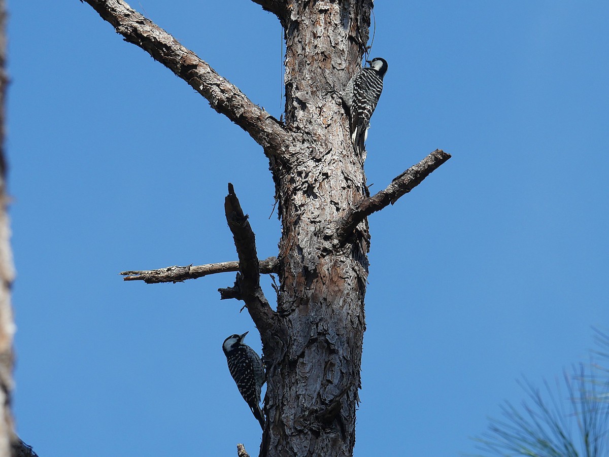 Red-cockaded Woodpecker - ML646373610