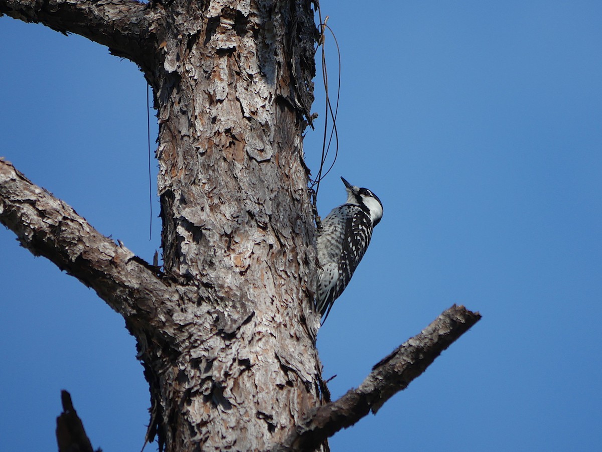Red-cockaded Woodpecker - ML646373611