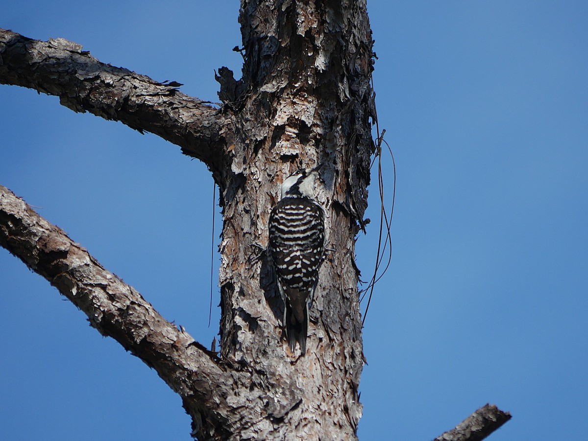 Red-cockaded Woodpecker - ML646373612