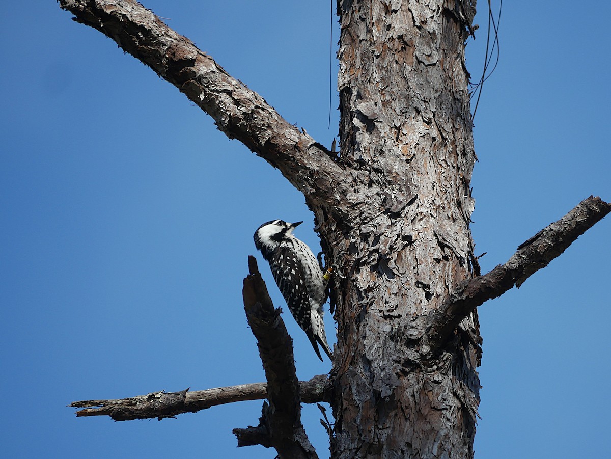 Red-cockaded Woodpecker - ML646373613