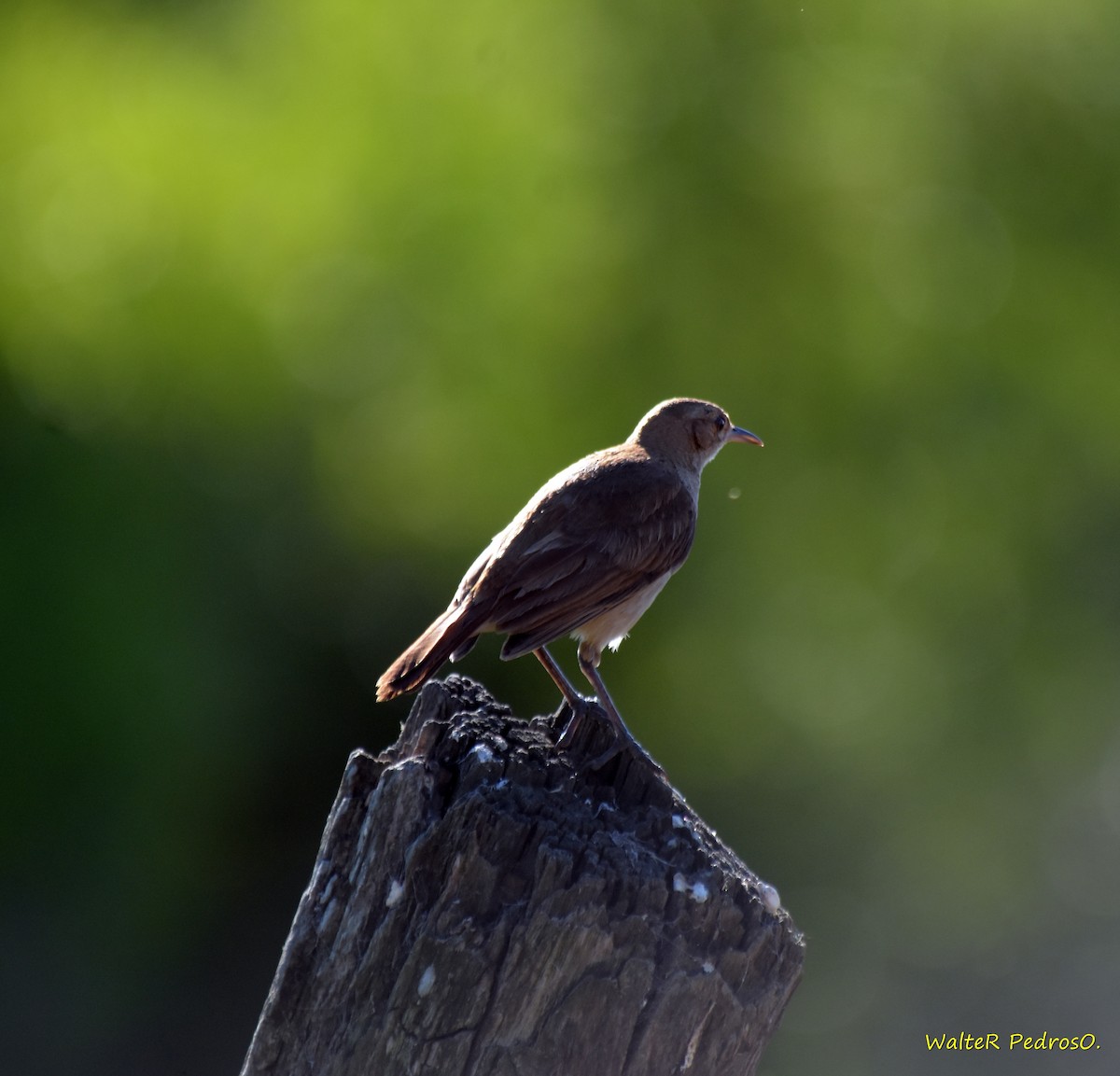 Rufous Hornero - ML646373617