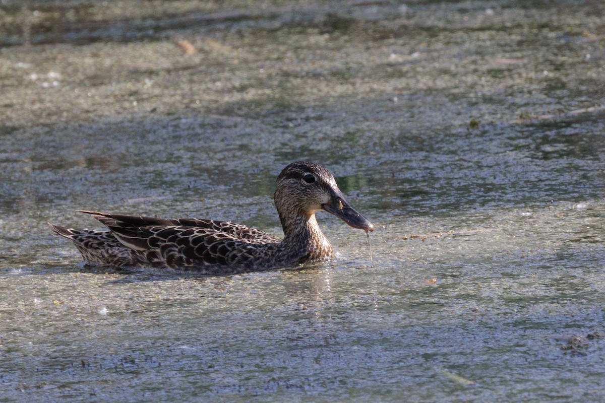 Blue-winged Teal - ML646373619