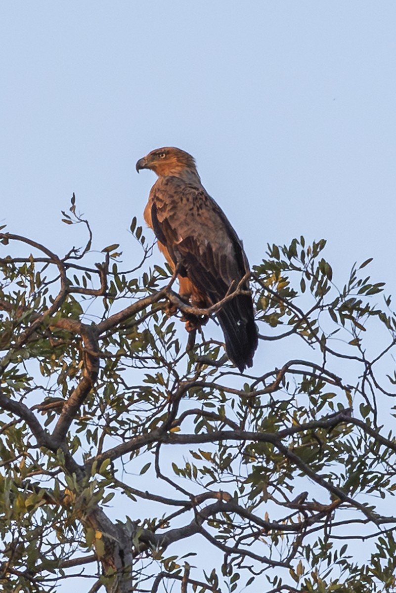 עיט סוואנות - ML646373622