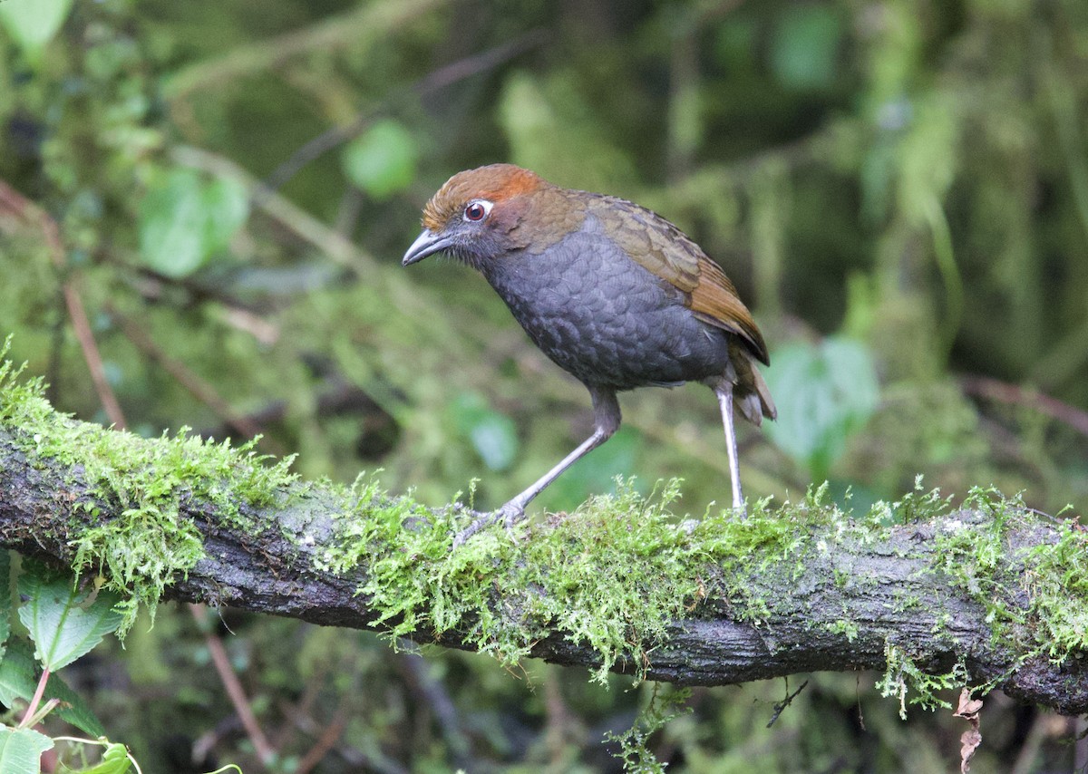 Chestnut-naped Antpitta - ML646373628