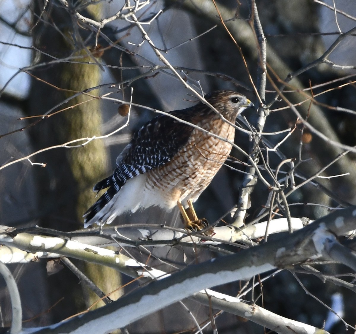 Red-shouldered Hawk - ML646373629