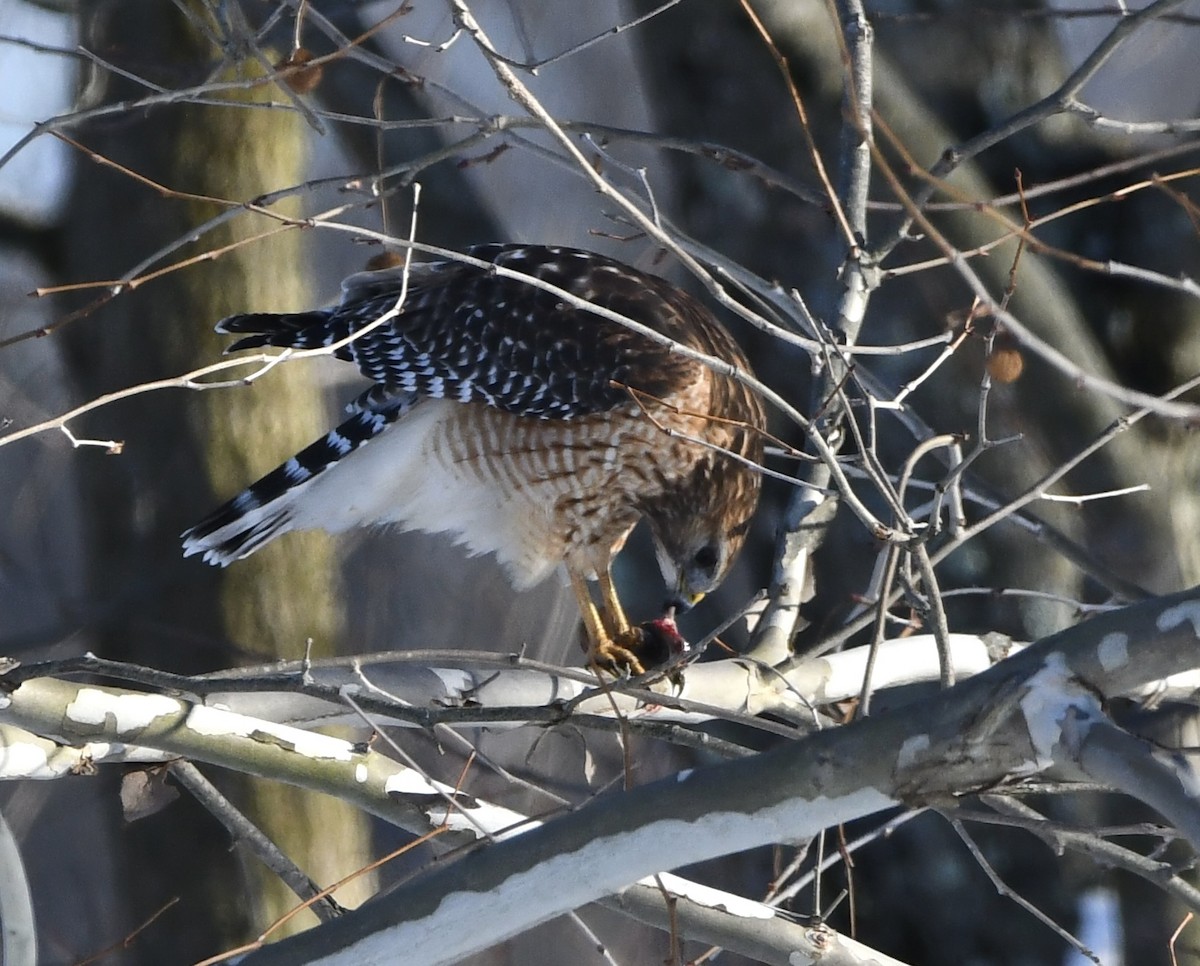 Red-shouldered Hawk - ML646373630